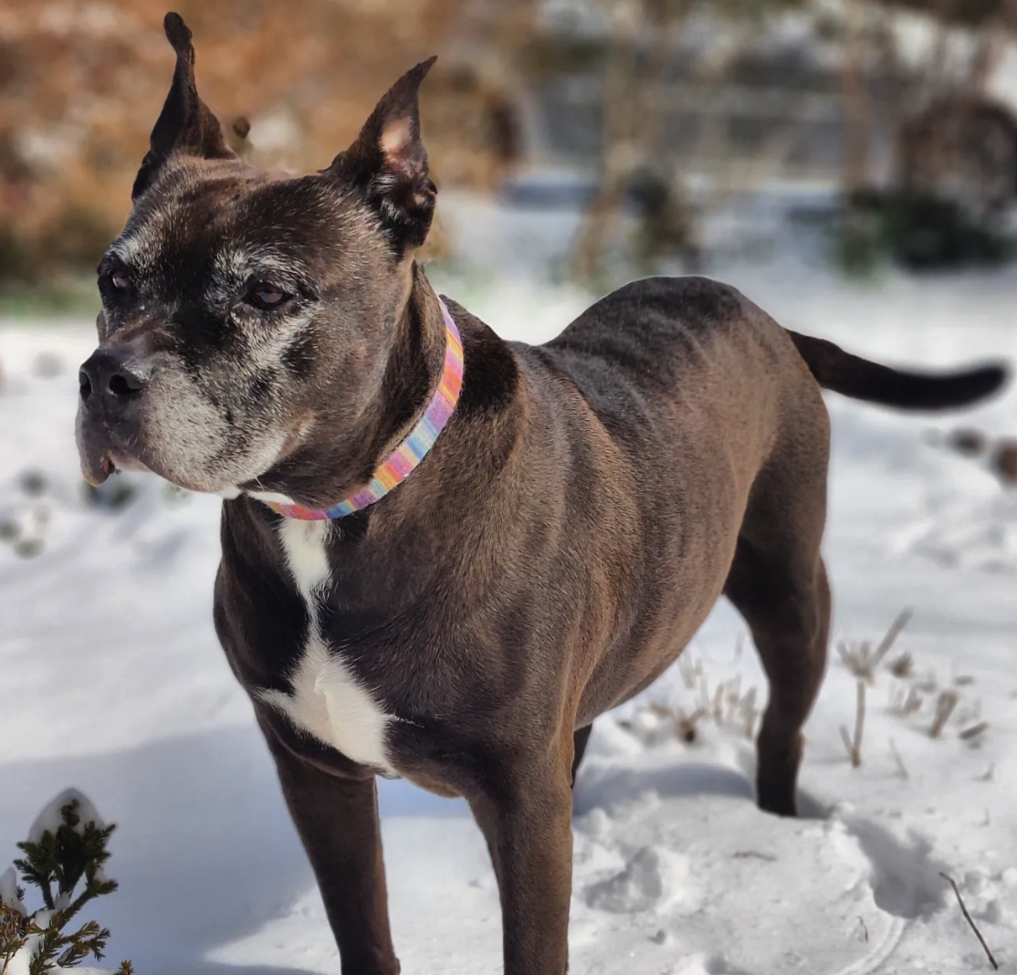 Moksha in the snow