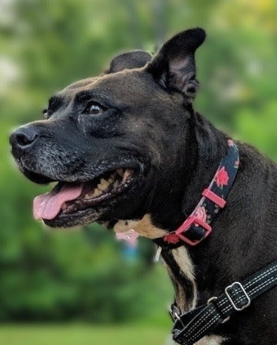 Moksha, the dog